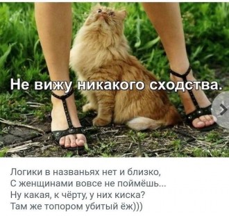 кіска.jpg